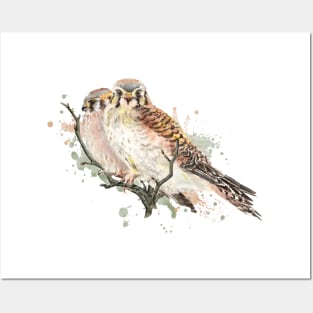 Watercolor Kestrel Sparrow Hawk Birds Posters and Art